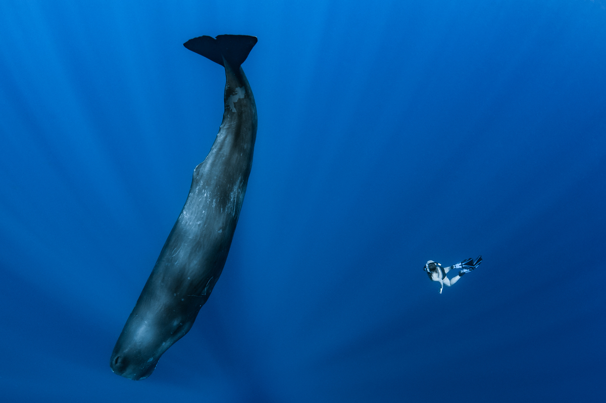 Basking Shark