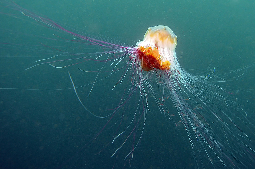 Lion's Mane Jellyfish