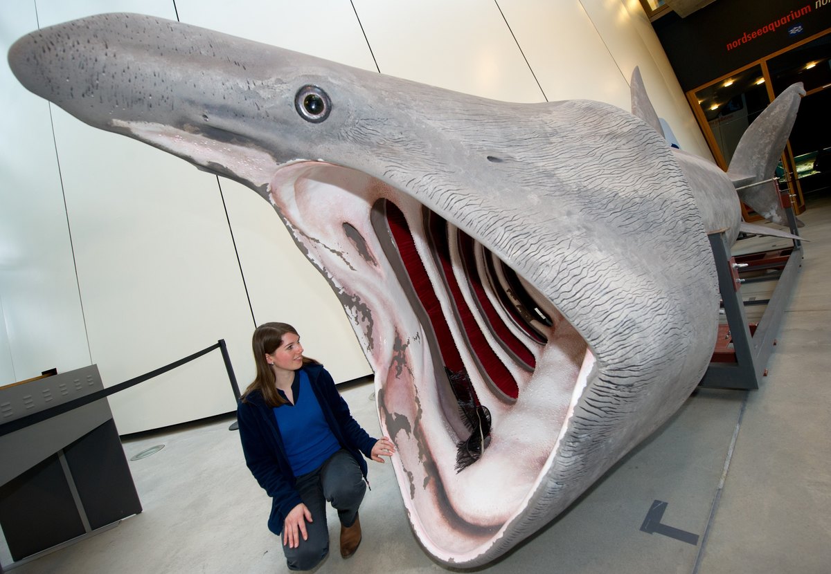 Basking Shark