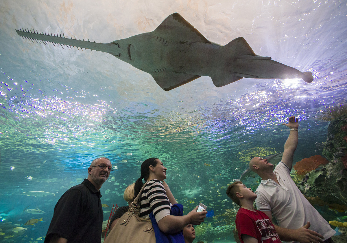 Sawfish