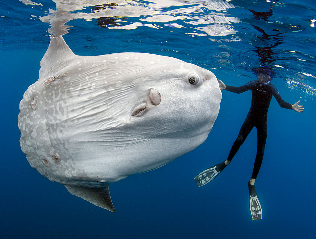 Ocean Sunfish