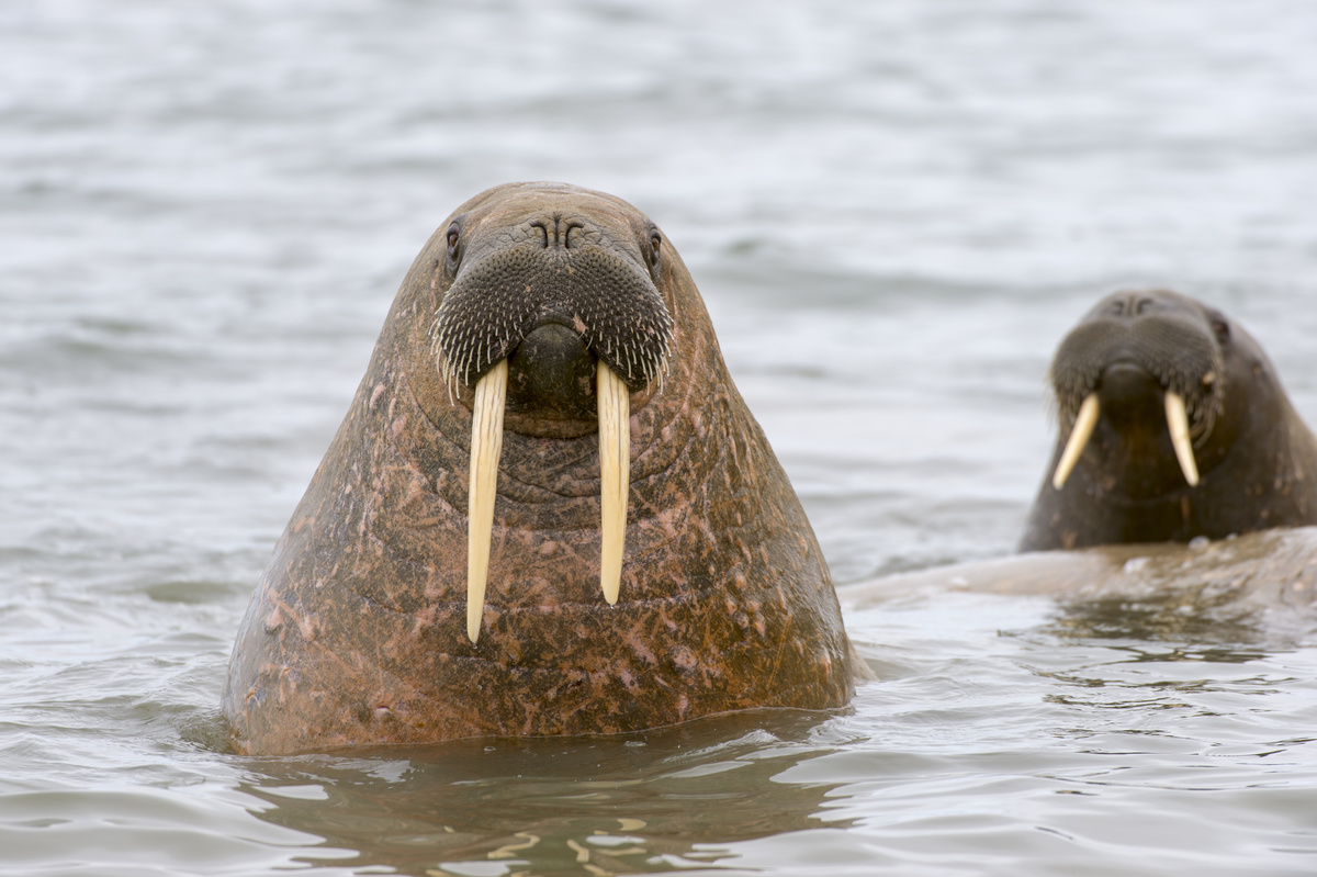 Walrus