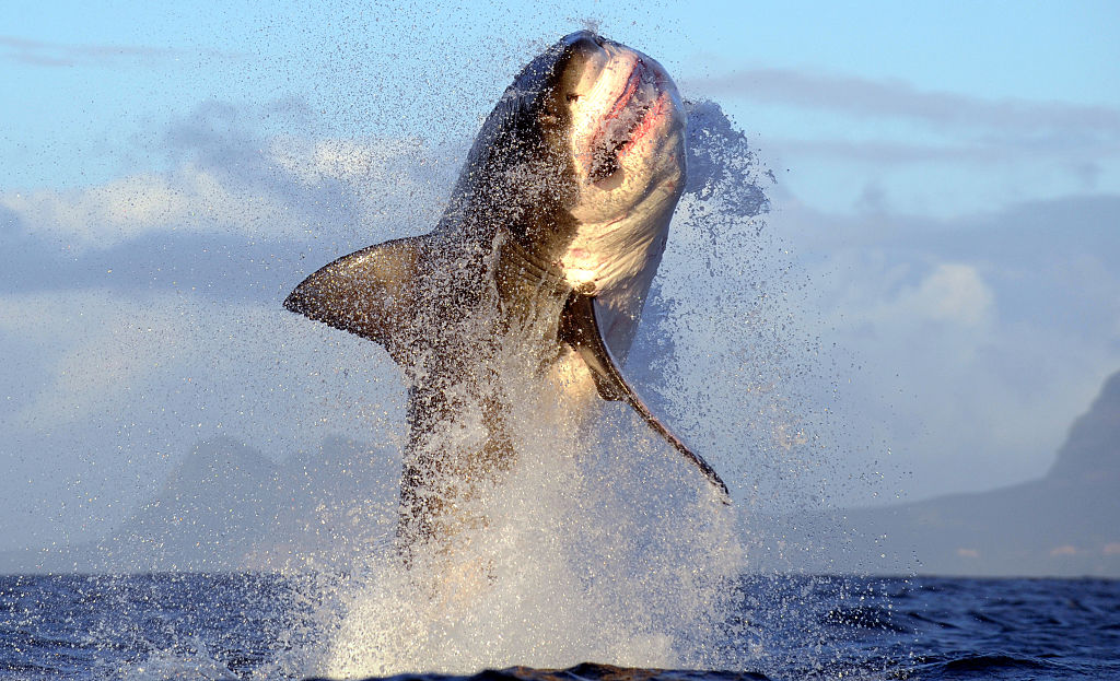 Great White Shark