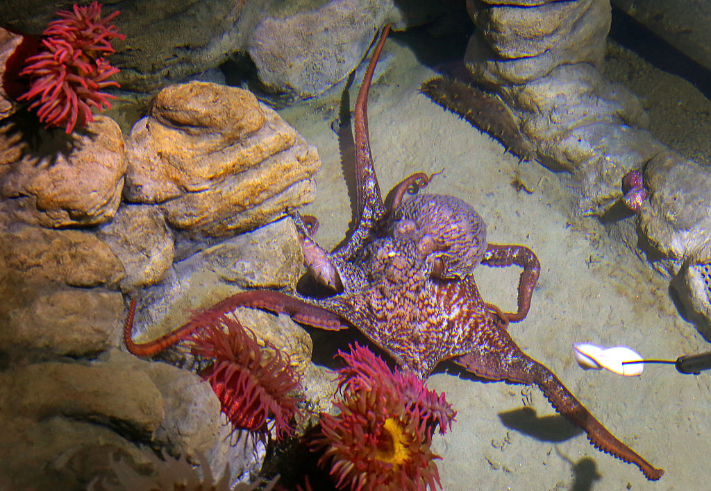 Giant Pacific Octopus