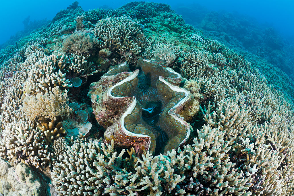 Giant Clam