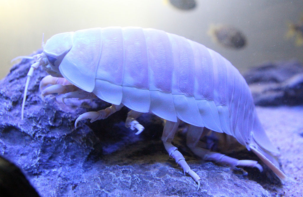 Giant Isopod