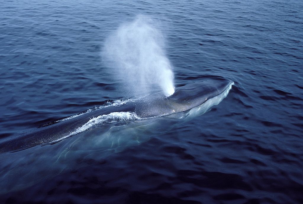 Fin Whale