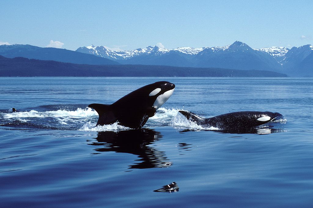 Orca Whale