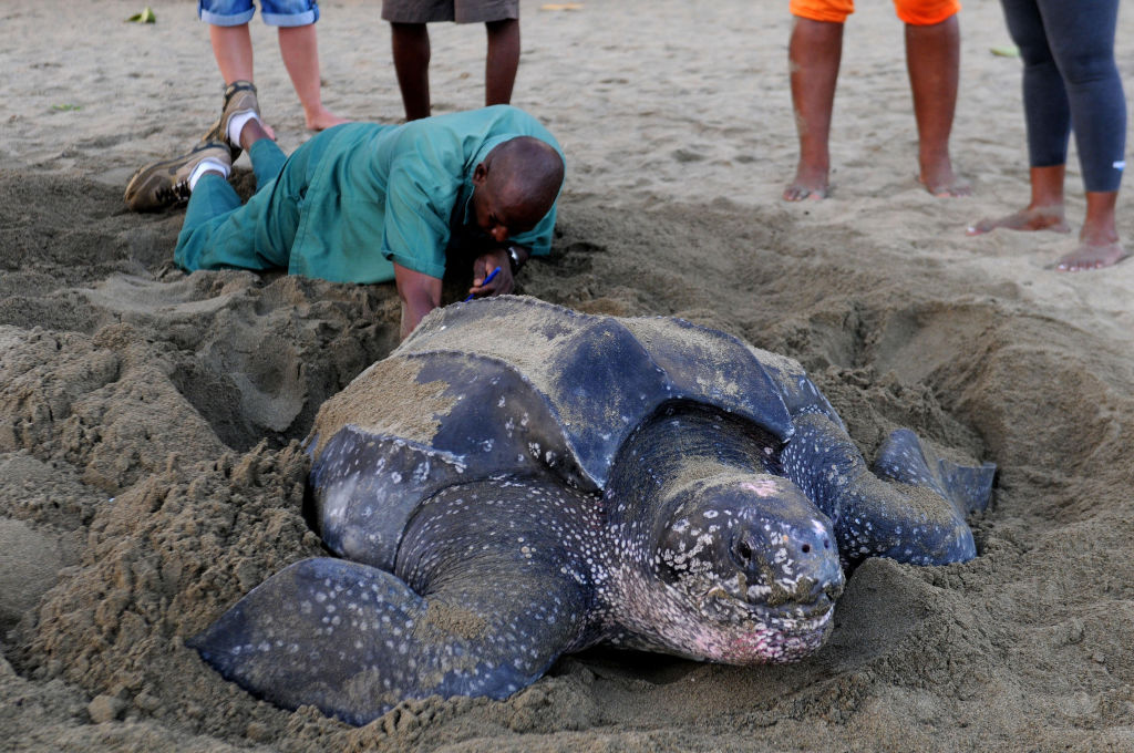 Leatherback Turtle