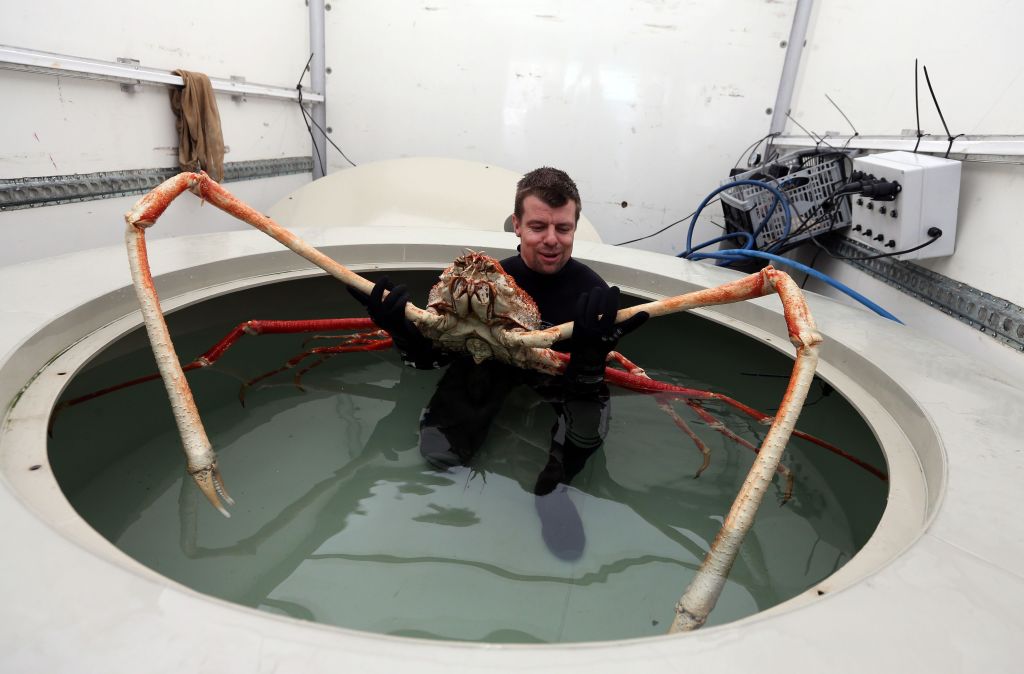 Japanese Spider Crab