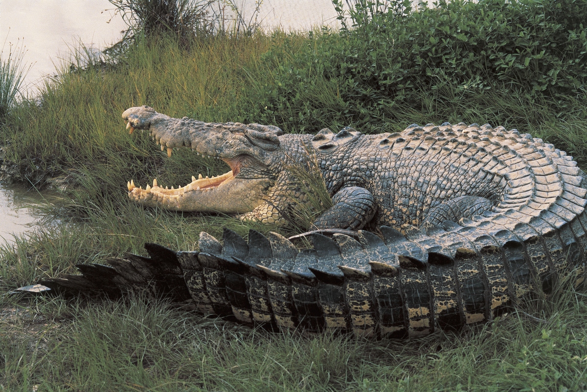 Saltwater Crocodile