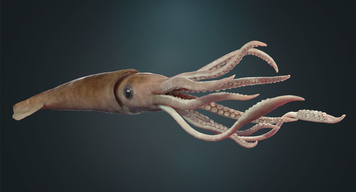 Giant Squid