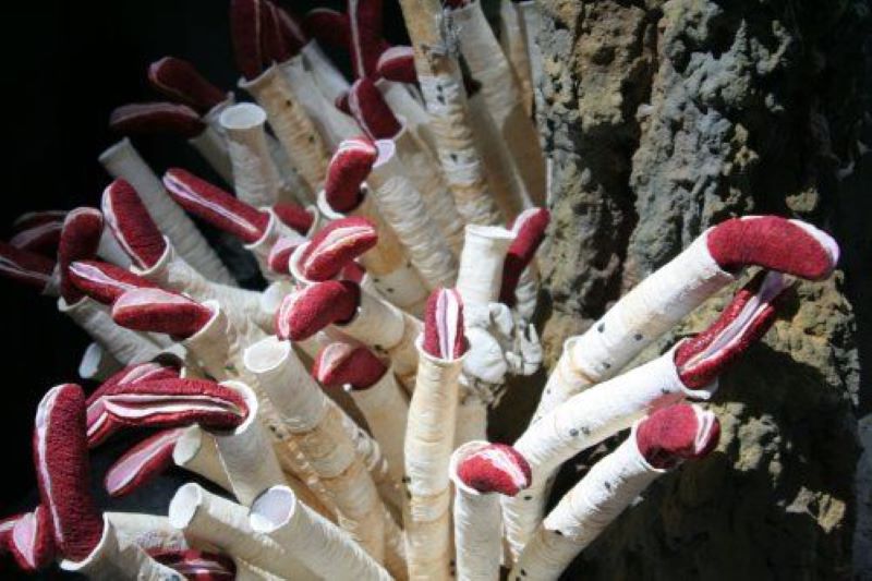 Giant Tube Worms