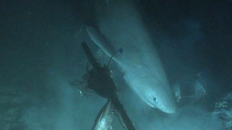 Bluntnose Sixgill Shark