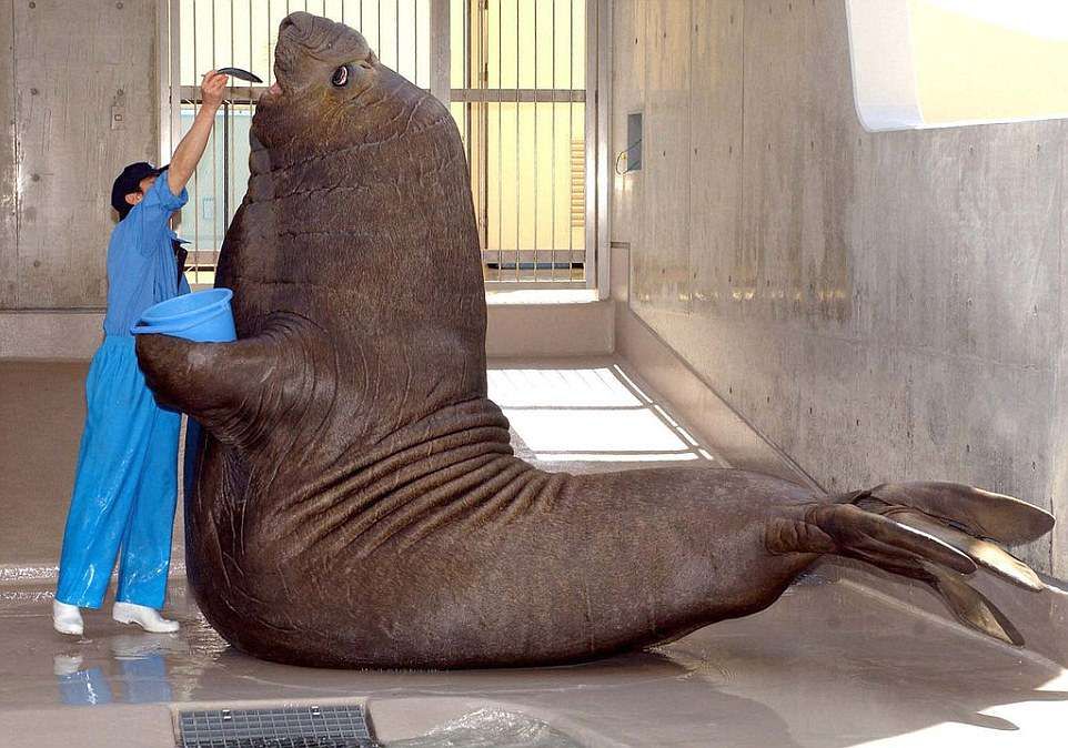 Southern Elephant Seal