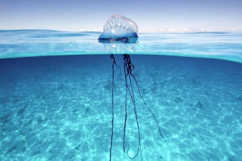 Portuguese Man O' War