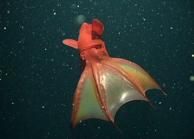 Vampire Squid