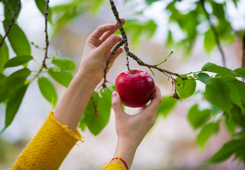 Apples, Grapes, And Other