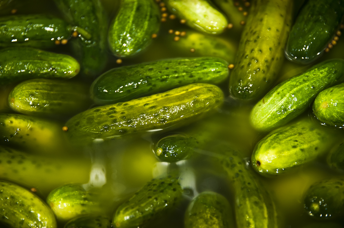 Pickles soak in a barrel.