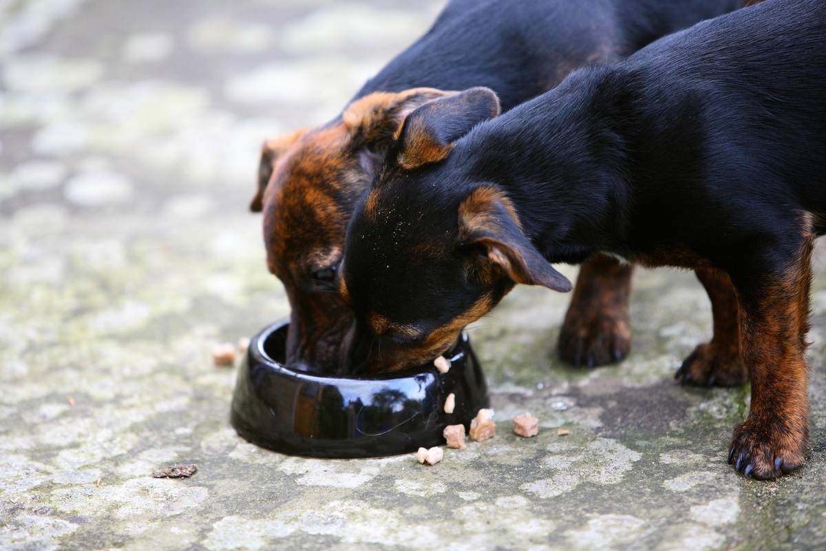 Two dogs eat from a food bowl.